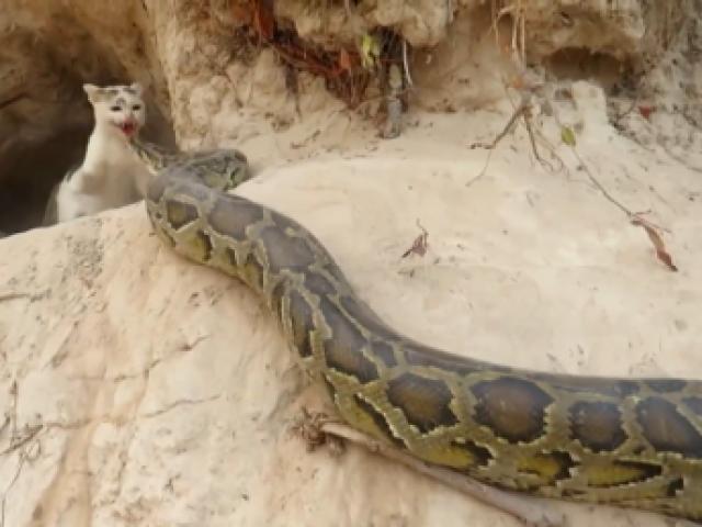 Media - Giáp mặt "mãng xà" săn mồi, mèo mẹ phản ứng bất ngờ để bảo vệ con