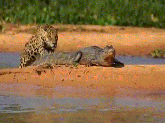 Video: Báo đốm bơi qua sông "đoạt mạng" cá sấu, đối thủ không kịp trở tay