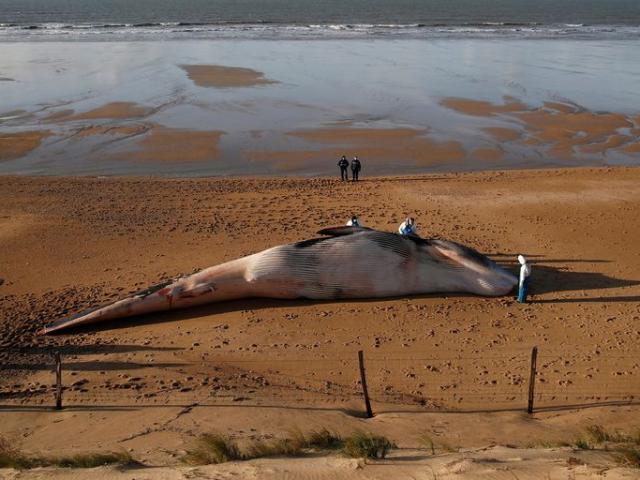 Phi thường - kỳ quặc - Xác cá voi khổng lồ dài 16m, nặng 10 tấn trôi dạt bờ biển Pháp