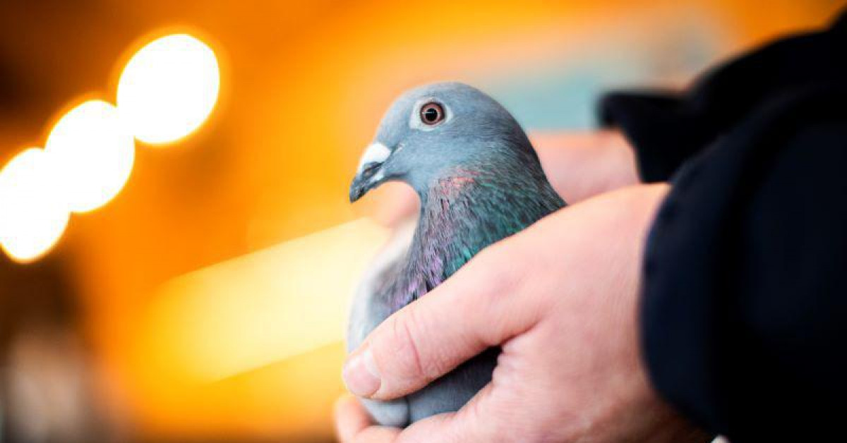 Thị trường - Tiêu dùng - Tỉ phú Trung Quốc bỏ hơn 40 tỉ mua 1 con chim bồ câu