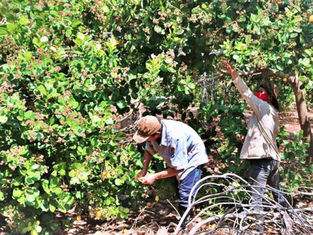 Thị trường - Tiêu dùng - 2 ha điều thu được 20kg mỗi ngày, làm gì để "giải cứu" người dân?