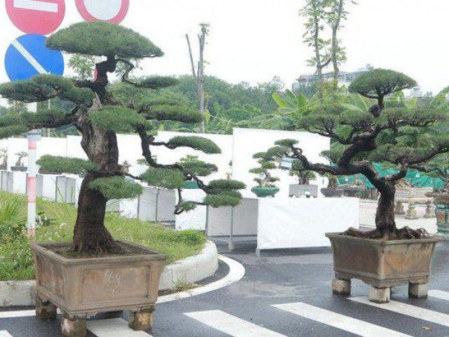 Thị trường - Tiêu dùng - Ngắm “vua phi lao” bonsai miền Bắc, giá 1,5 tỷ chủ nhân chưa quyết bán