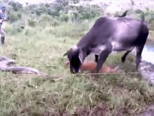 Media - Trăn khủng siết chết bê con, bò mẹ điên cuồng trả thù và cái kết