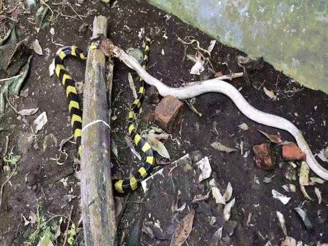 Phi thường - kỳ quặc - Rắn hổ mang đang ăn thịt cóc thì "kỳ phùng địch thủ" xuất hiện: Kẻ nào sẽ chiến thắng?