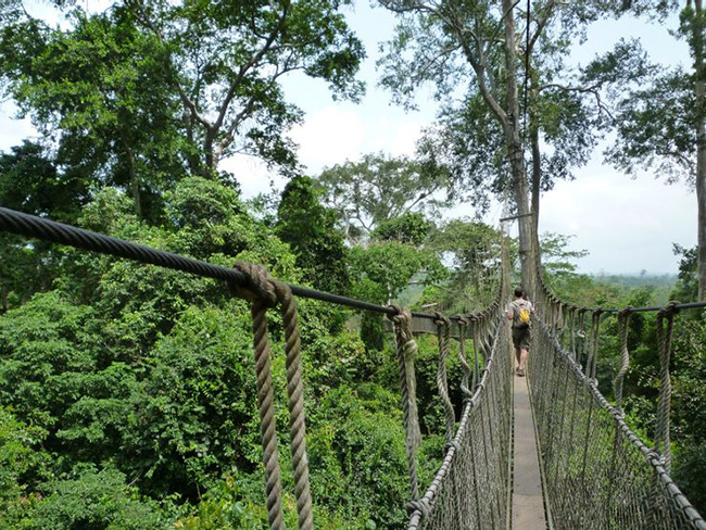 Canopy Walk- Assin South, Ghana: Cây cầu được hình thành để thu hút du lịch sinh thái. Nó lơ lửng cao gần 40m trên khu rừng và được hỗ trợ bởi cả cây cối và lưới an toàn.
