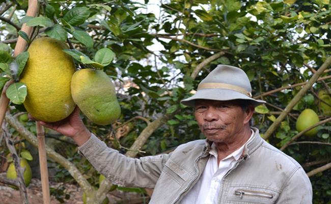 Loại chanh này vào dịp tết có giá bán lên tới 300-500 nghìn đồng/quả. Trung bình mỗi vụ mỗi cây chanh trưởng thành cho từ 20 quả trở lên.
