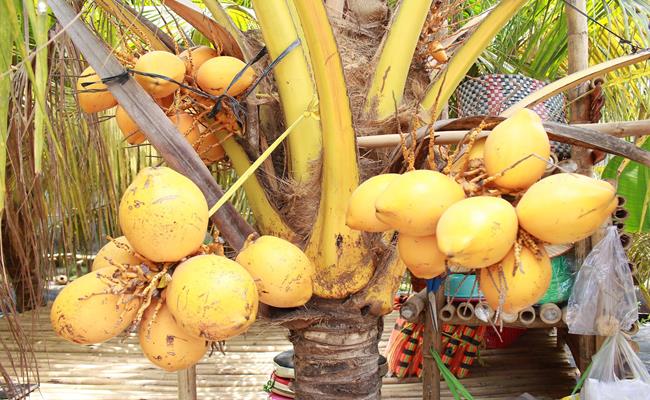 Giống dừa 2 màu này có tên gọi là Adona. Đây là mặt hàng không còn xa lạ với nhiều người dân ở TP.HCM.
