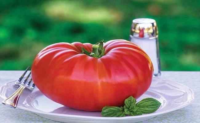 Trong khi các giống cà chua khác tầm 15-10 quả/ kg, thì cà chua khổng lồ có kích thước khủng - trung bình mỗi quả cà chua nặng từ 600gram đến 1kg.
