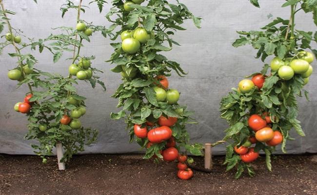 Các giống cà chua khác thường cho thu hoạch từ 1,5 – 2 tháng, nhưng giống cà chua khổng lồ cho thu hoạch kéo dài trung bình 6-7 tháng.

