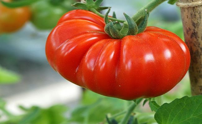 Cà chua khổng lồ được thu mua tại vườn với giá gấp 3-4 lần cà chua thường, khoảng 30.000đồng/kg.
