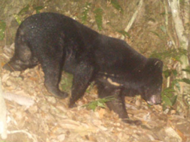 Tin tức trong ngày - Tin tức 24h qua: Thăm vườn sâm Ngọc Linh, một người đàn ông bị gấu tấn công