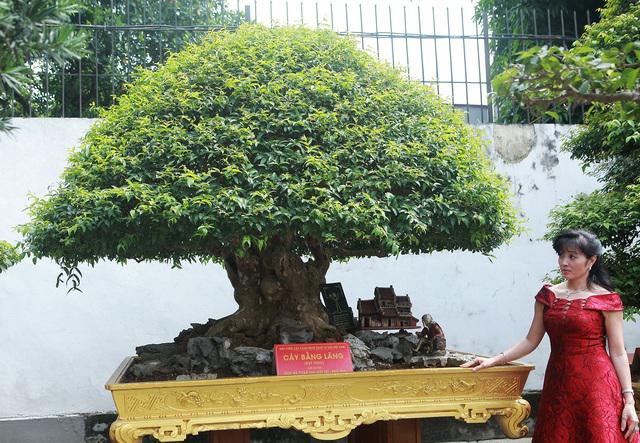 Đã mắt với vẻ kỳ lạ của "siêu cây" bằng lăng bonsai. Ảnh: Dân Trí.