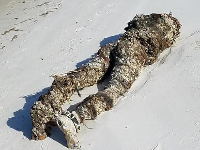 Phi thường - kỳ quặc - Sốc nặng khi phát hiện "thi thể không đầu", cảnh sát kiểm tra thì chưng hửng