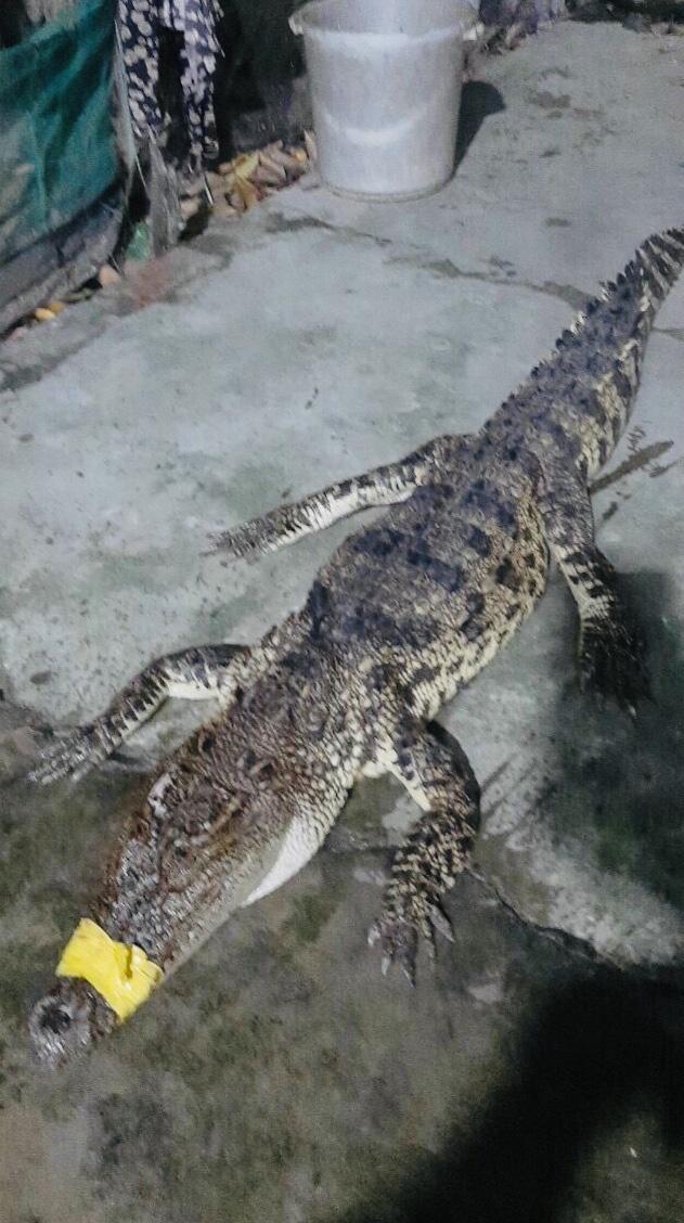 Con cá sấu có trọng lượng 10kg “đi lạc” vào vuông tôm bị ông Quốc bắt được
