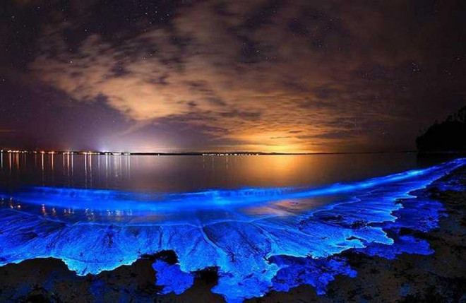 Đêm xuống, nơi này biến thành "bữa tiệc ánh sáng" do một loài tảo phát quang sinh sôi nảy nở.