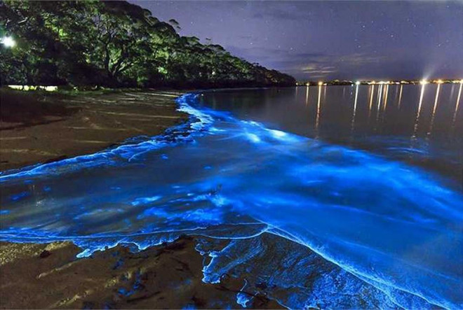 Hiện tượng bãi biển phát sáng do tảo trước đây cũng được quan sát thấy ở nhiều nơi trên thế giới như San Diego (Mỹ), đảo Vaadhoo, Mudhdhoo và Rangali (Maldives) hay bờ biển Xiangbi'ao (Trung Quốc).