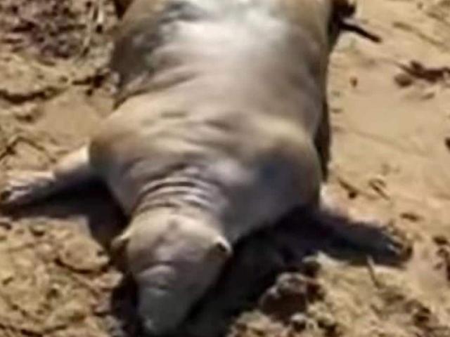 Phi thường - kỳ quặc - Sau cơn bão lớn, "quái vật mặt giống người" kỳ dị xuất hiện khiến người nhìn hoảng sợ