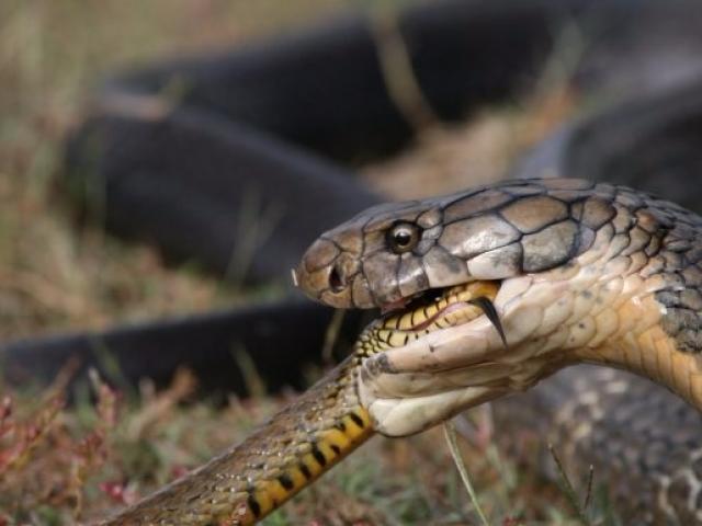 Media - Vượt mặt "mãng xà", con rắn ráo gặp bi kịch