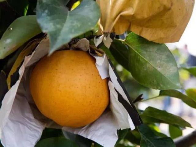 Thị trường - Tiêu dùng - Loại quả này có tới 4 vị, giá gần 400 nghìn/quả vẫn ùn ùn người mua