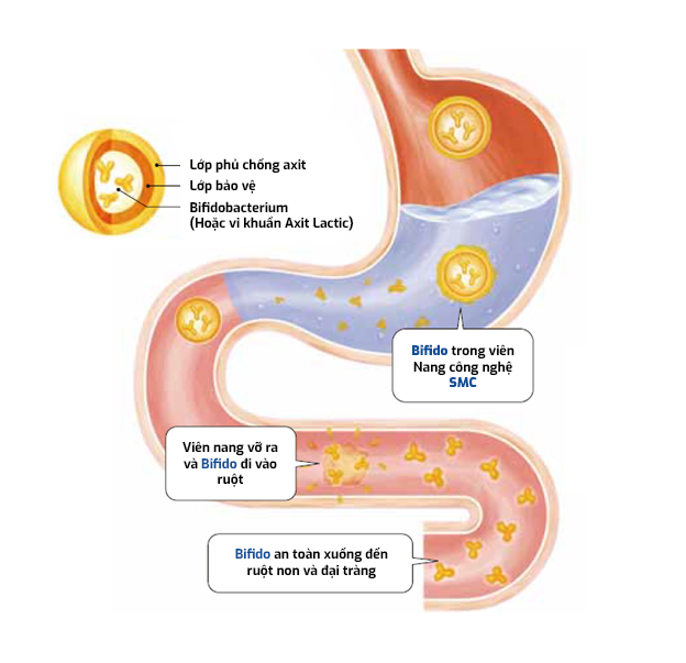 Lợi khuẩn Bifido trong men vi sinh sử dụng công nghệ cao xuống tận ruột non và đại tràng an toàn
