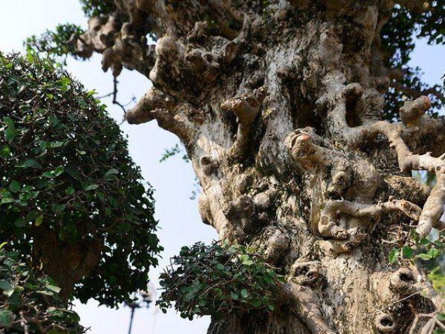 Thị trường - Tiêu dùng - Choáng váng cây duối "tình mẫu tử" có giá "trên trời"