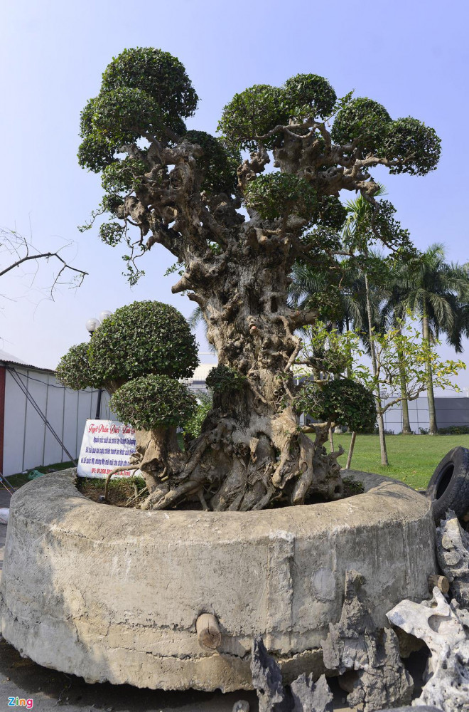 Nhiều người có mặt tại hội chợ không khỏi ngạc nhiên trước sự đồ sộ của cây duối này. Ảnh: Zing