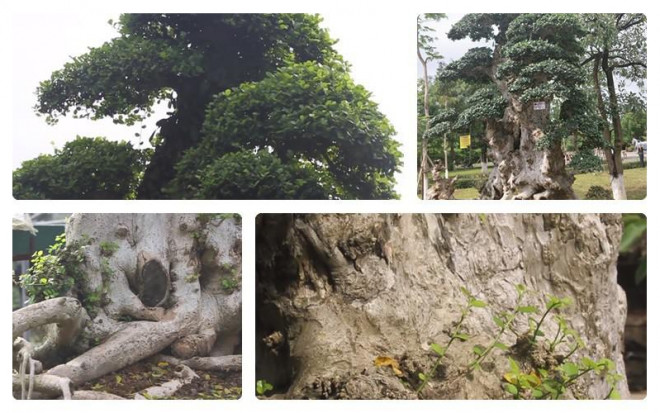 Cây duối "Lão mai đại thọ" là hơn 3 mét, cách làm cây này trở nên đẹp và có cái tên như vậy cũng rất công phu. Ảnh: Dân Trí.