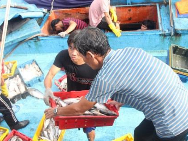 Thị trường - Tiêu dùng - Bình Định: Ngư dân đánh bắt xa bờ méo mặt vì đá tan, cá hỏng
