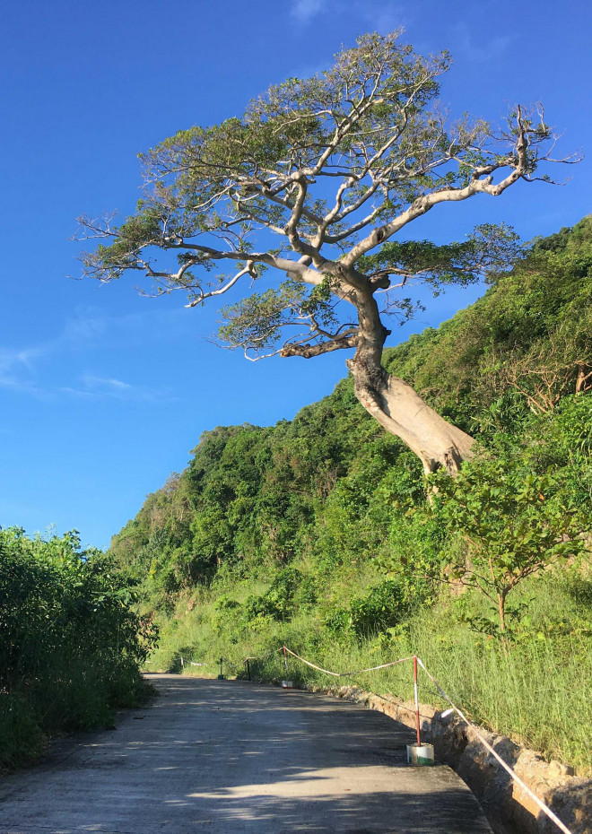 Cây cô đơn hay cây Nam Du là cái tên mà nhiều du khách đã đặt cho nó, đây là góc chụp ảnh lý tưởng của cư dân mạng