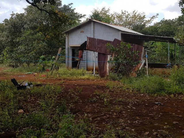 Pháp luật - Bình Phước: Một người bị giết trong vườn điều