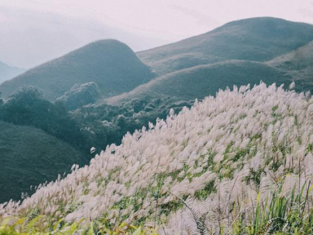 Du lịch - Mê mẩn mùa lau Bình Liêu