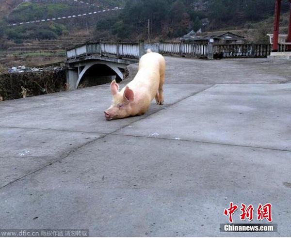 Con lợn quỳ trước cổng chùa hàng tiếng đồng hồ.