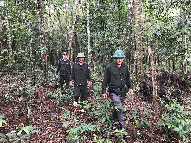 Những người lính lâm nghiệp đang đi thị sát giữa rừng sâu tỉnh Bình Định.
