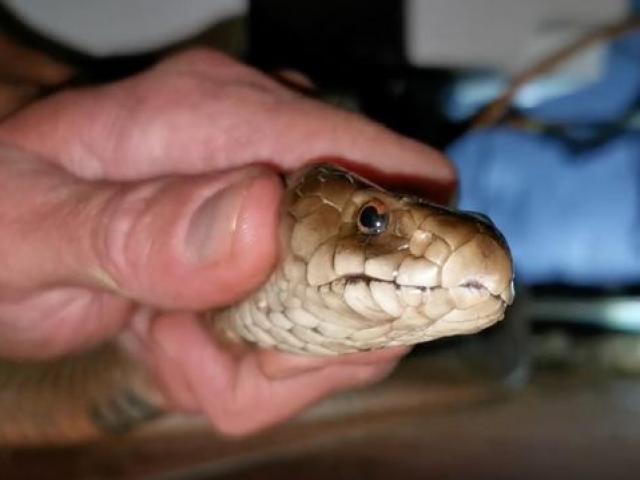 Phi thường - kỳ quặc - Đang ngủ bỗng nghe tiếng "gió rít" trong nhà vệ sinh, suýt mất mạng vì mở cửa