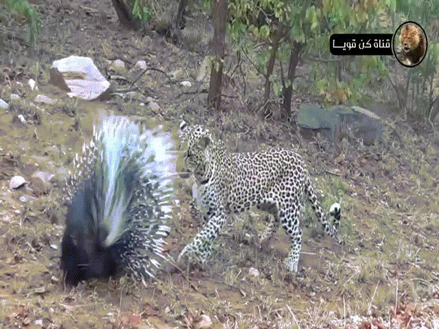 Phi thường - kỳ quặc - Video: Nhím đen tung vũ khí bí mật sắc bén khiến mọi kẻ săn mồi phải "bó tay"