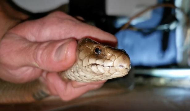Chuyên gia Jason Arnold túm chặt đầu con rắn phát hiện trong nhà vệ sinh của đôi vợ chồng mới cưới (ảnh: Daily Star)
