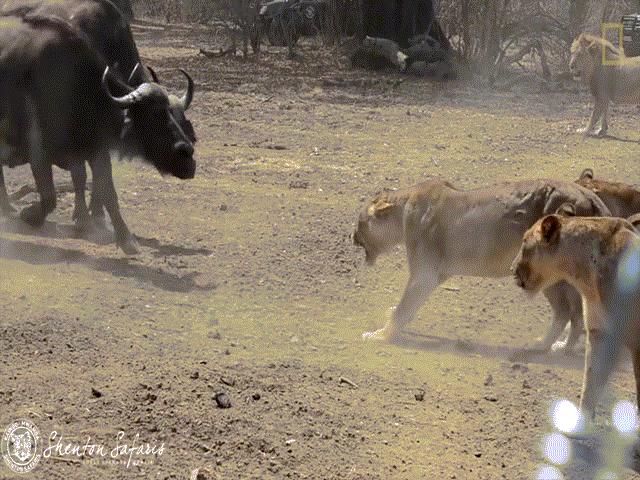 Phi thường - kỳ quặc - Video: Cuộc chiến "không hồi kết" của trâu rừng và sư tử để giành nguồn nước