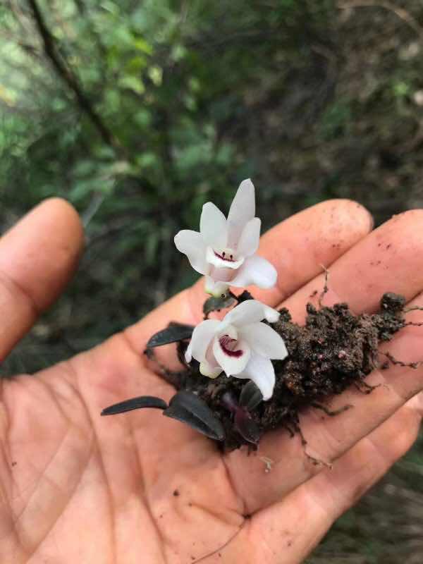 Lần đầu tiên tìm thấy hoa lan Hoàng Thảo Thạch Hộc Tía đột biến ở vực thẳm - 2