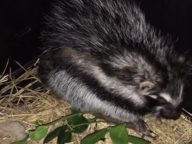 Media - Bí ẩn về loài chuột có lông độc, giết được cả voi