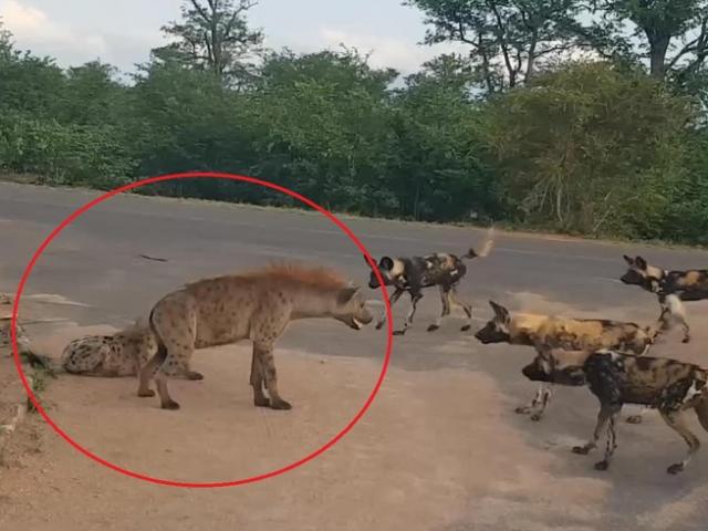 Media - Linh cẩu đại chiến với đàn chó hoang và kết cục không thể ngờ