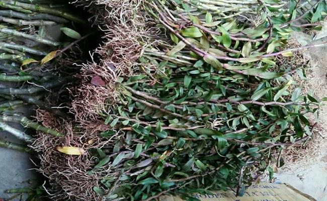 Thạch hộc tía là vị thuốc đa công dụng, cây thạch hộc có tác dụng bổ khí huyết, mạnh gân xương, bổ thận, trợ dương, ích vị sinh tân dịch.
