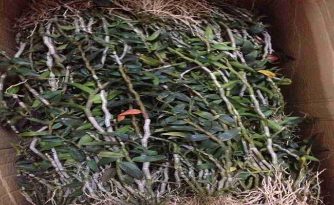 Hoa mọc rất dày trên thân, thường mỗi thân sẽ có hoa khoảng 1/3 chiều dài của thân. Mỗi bông hoa có đường kính từ 2-3 cm (có thể to hơn do tình trạng cây nhưng rất ít thấy).
