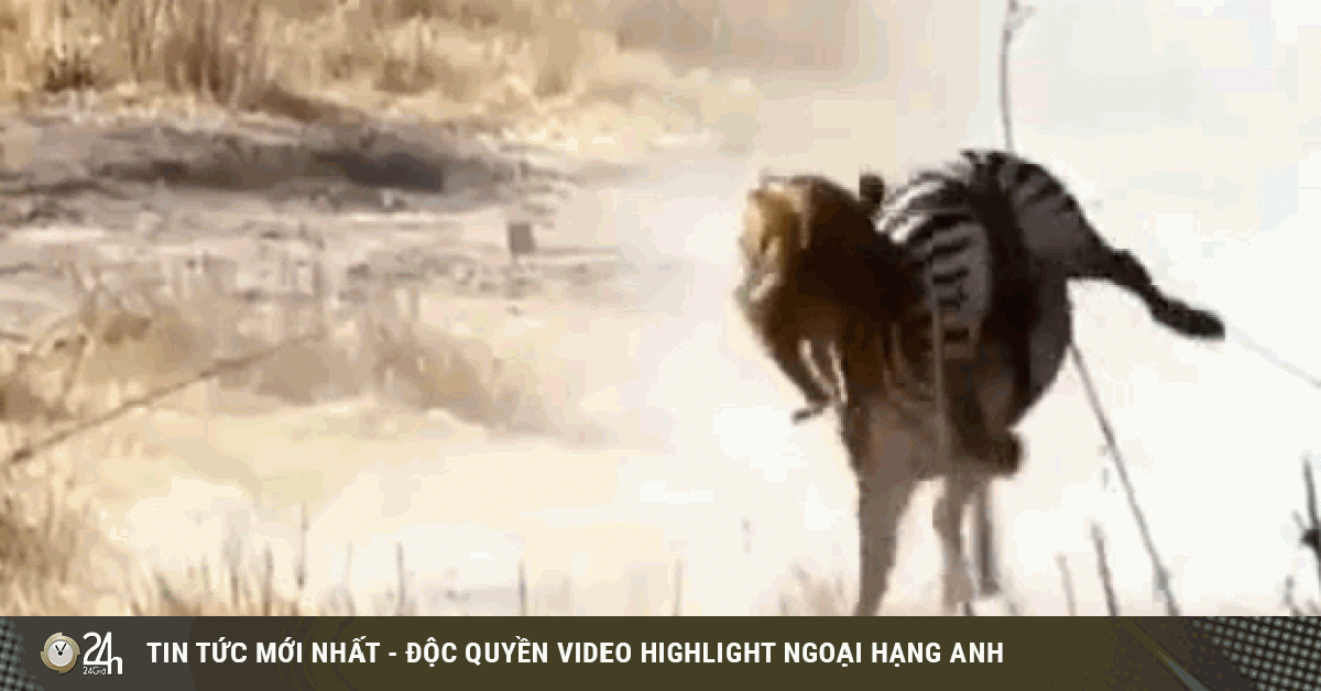 Video: Ngựa vằn hành sư tử thừa sống thiếu chết