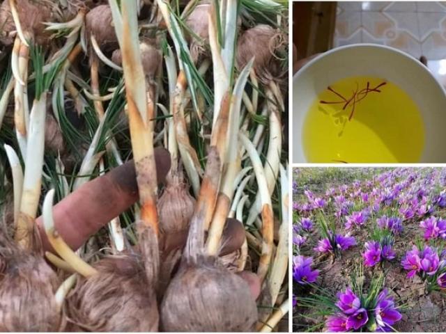 Thị trường - Tiêu dùng - Củ giống của loại "vàng đỏ" đắt nhất TG được bán rẻ hều ở Việt Nam gây sốc