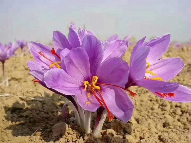Có nguồn gốc từ Tây Á, nhụy hoa nghệ tây được coi là một trong những loại gia vị đắt đỏ nhất thế giới.