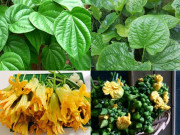 Ẩm thực - Những loại rau rất dễ nhầm lẫn, lỗi nhẹ thì cơm mất ngon, nặng thì &quot;gây họa&quot;