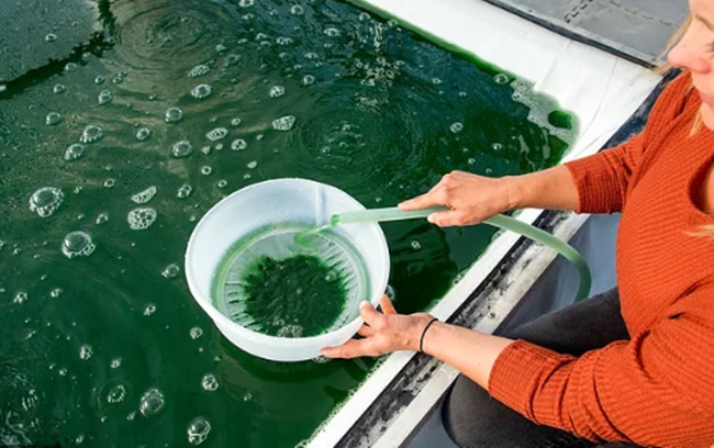 Ngoài ra, có người bán ra thị trường tảo xoắn tươi dạng ép viên, giá 1 triệu đồng/kg, trừ chi phí lãi 10 triệu đồng/tháng.
