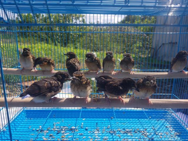 Thị trường - Tiêu dùng - Loài chim “đo đuôi tính tiền”, có cặp lên đến 400 triệu đồng