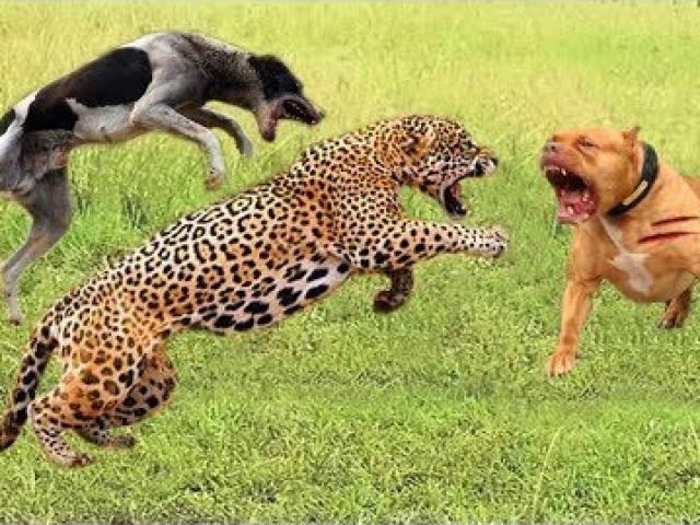 Media - Gặp đàn chó săn khát máu, báo đốm chống cự trong tuyệt vọng