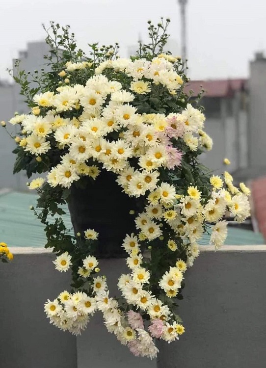 Cúc Họa Mi màu vàng là một trong những loài hoa phổ biến nhất trong các vườn hoa. Bạn muốn thấy những bông hoa tuyệt đẹp này? Hãy xem hình ảnh của chúng tôi để thấy cúc Họa Mi màu vàng đầy sức sống.